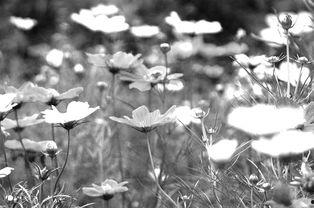 雾中花图片,探寻神秘花影的朦胧之美